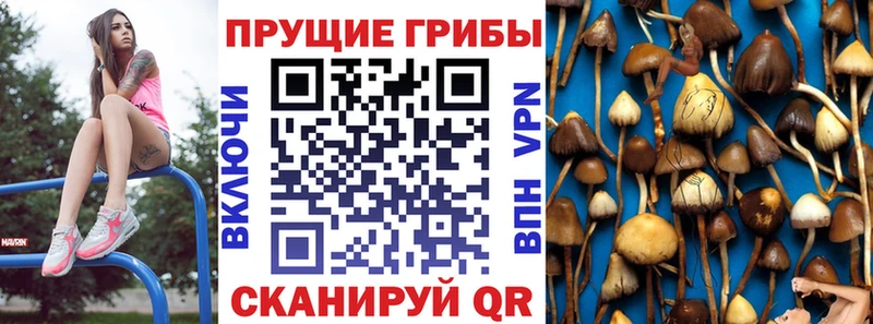 Псилоцибиновые грибы мицелий  Морозовск 